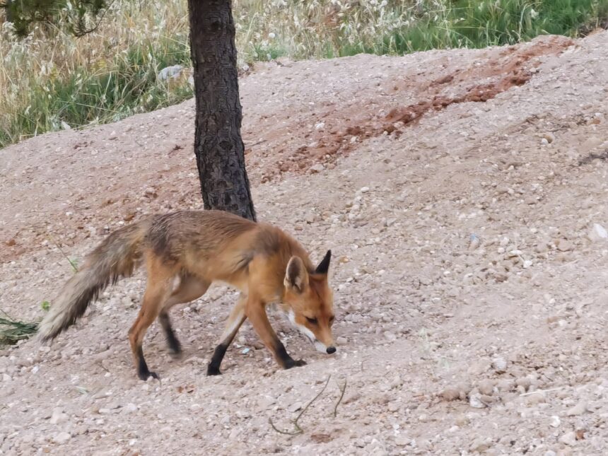 Ο βρεφονηπιακός μας απέκτησε τα πρώτα μικρά του... τρία στρουμπουλά αλεπουδάκια! - Βίντεο 1