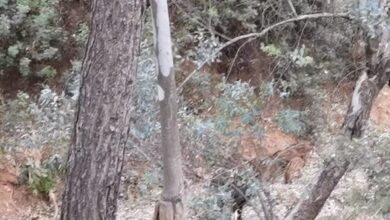 Ολόγλυκα, νεογέννητα αγριογουρουνάκια στο Χαϊδάρι - Video 5