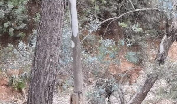 Την "ύστατη λύση" επιστρατεύει το Δασαρχείο για τα αγριογούρουνα σε Χαϊδάρι - Ποικίλο 7 Την "ύστατη λύση" επιστρατεύει το Δασαρχείο για τα αγριογούρουνα σε Χαϊδάρι - Ποικίλο 6