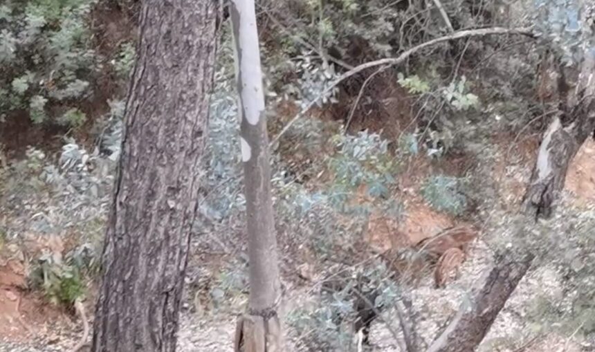 Ολόγλυκα, νεογέννητα αγριογουρουνάκια στο Χαϊδάρι - Video 1