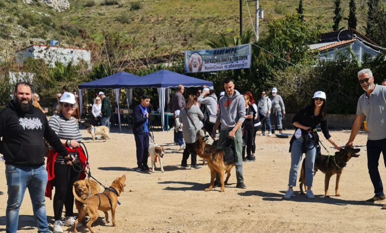 Τα αδέσποτα σκυλιά της Σπάρτης, θα "ποζάρουν" στον Πειραιά... 2 Τα αδέσποτα σκυλιά της Σπάρτης, θα "ποζάρουν" στον Πειραιά... 1