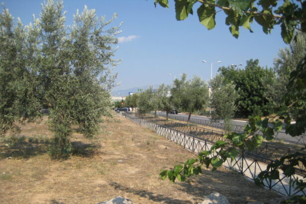 Πέτρου Ράλλη & Θηβών: Η υποδειγματική ανάδειξη του αρχαίου Eλαιώνα της Αθήνας 35