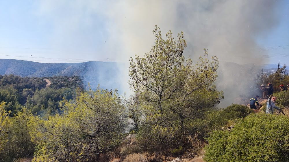 Διομήδειος Κήπος: Η χελώνα σκάβει για να γλιτώσει από τις φλόγες! - Εικόνες από τις δραματικές πρώτες στιγμές της μάχης για να σωθεί το δάσος 12 Διομήδειος Κήπος: Η χελώνα σκάβει για να γλιτώσει από τις φλόγες! - Εικόνες από τις δραματικές πρώτες στιγμές της μάχης για να σωθεί το δάσος 11