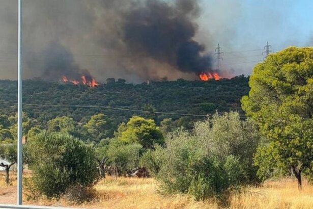 Φωτιά στη Μάνδρα: Συνελήφθη 55χρονη για εμπρησμό 19