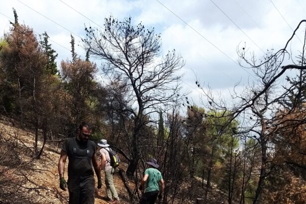 Διομήδειος Κήπος: Μόχθος για την προστασία του δάσους που κάηκε φέτος 12 Διομήδειος Κήπος: Μόχθος για την προστασία του δάσους που κάηκε φέτος 11
