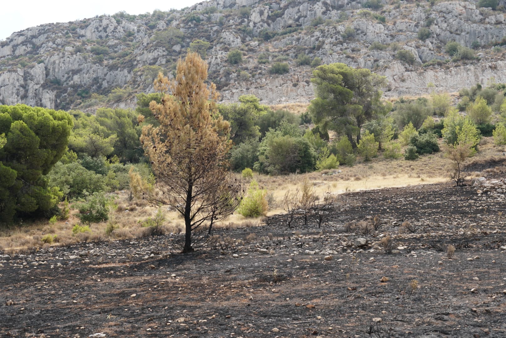 Στο καμένο Ποικίλο... Για πόσο θα υπάρχει ακόμη; 2 Στο καμένο Ποικίλο... Για πόσο θα υπάρχει ακόμη; 1