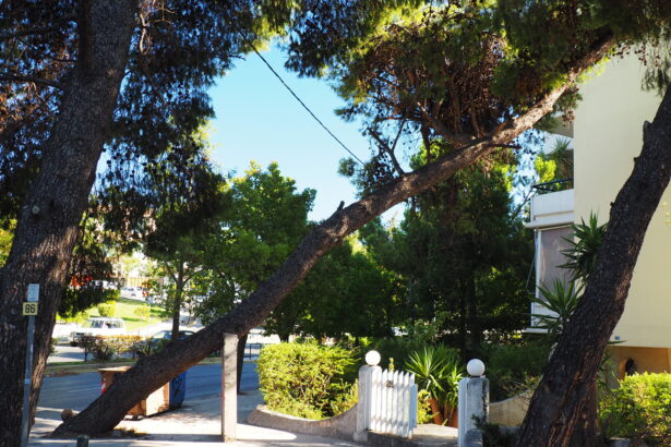 Πεύκα μέσα στον αστικό ιστό 21