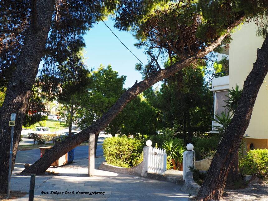 Πεύκα μέσα στον αστικό ιστό 1