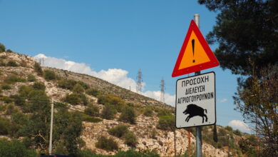 Αγριογούρουνα στη Λεωφόρο Αθηνών 38