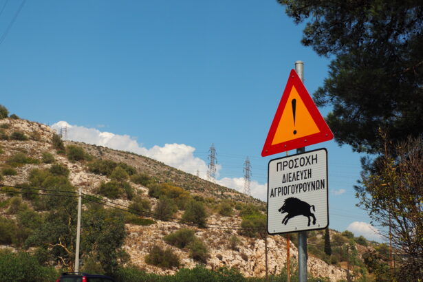 Αγριογούρουνα στη Λεωφόρο Αθηνών 39