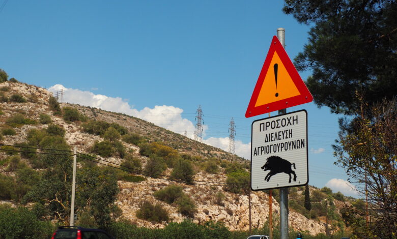 Αγριογούρουνα στη Λεωφόρο Αθηνών 2 Αγριογούρουνα στη Λεωφόρο Αθηνών 1