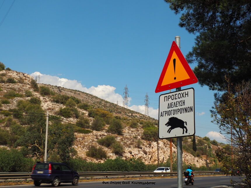 Αγριογούρουνα στη Λεωφόρο Αθηνών 2 Αγριογούρουνα στη Λεωφόρο Αθηνών 1