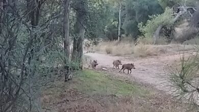 "Σαφάρι" για την παγίδευση αγριόχοιρων στο Δαφνί 1