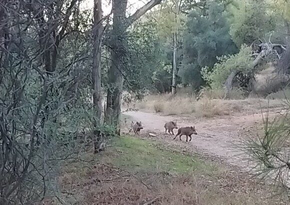 "Σαφάρι" για την παγίδευση αγριόχοιρων στο Δαφνί 11