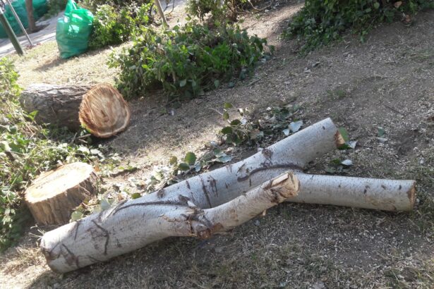 "Γιατί κόβονται συστηματικά υγιή δέντρα;" 39