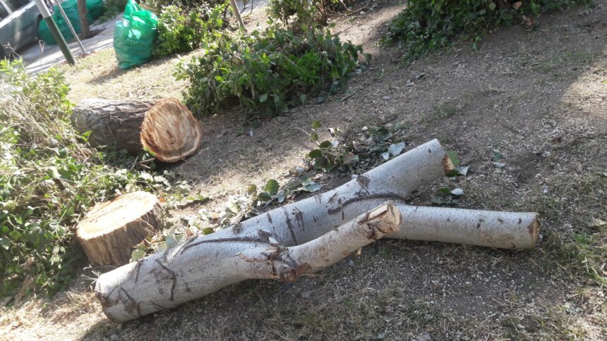 "Γιατί κόβονται συστηματικά υγιή δέντρα;" 1