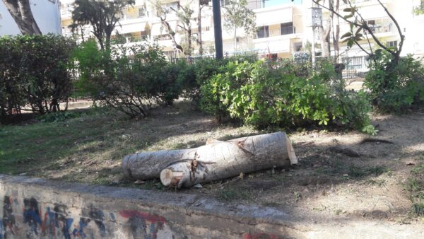 "Γιατί κόβονται συστηματικά υγιή δέντρα;" 4 "Γιατί κόβονται συστηματικά υγιή δέντρα;" 3