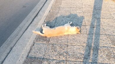 "Βάγια μας, οι φίλοι σου, τα αδεσποτάκια των Στρατοπέδων, σε αποχαιρετούν" 17
