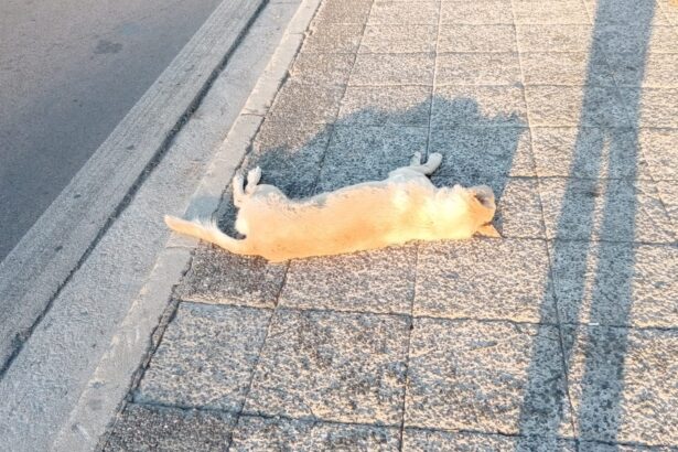 "Βάγια μας, οι φίλοι σου, τα αδεσποτάκια των Στρατοπέδων, σε αποχαιρετούν" 19