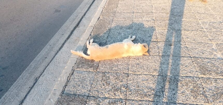 "Βάγια μας, οι φίλοι σου, τα αδεσποτάκια των Στρατοπέδων, σε αποχαιρετούν" 1