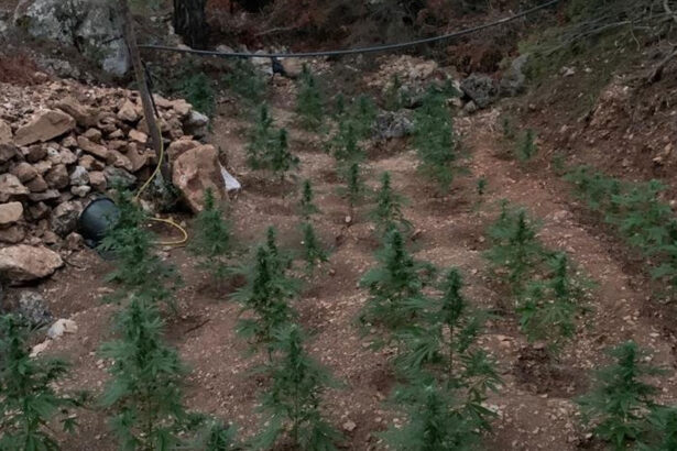 ΕΛ.ΑΣ.: Φυτεία με 177 δενδρύλλια σε χαράδρα στο όρος Αιγάλεω - Βίντεο 23