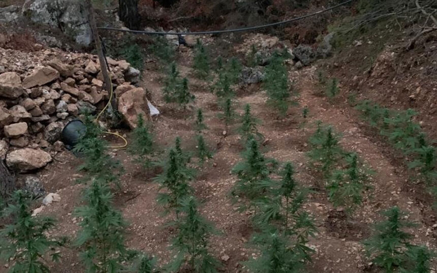 ΕΛ.ΑΣ.: Φυτεία με 177 δενδρύλλια σε χαράδρα στο όρος Αιγάλεω - Βίντεο 1