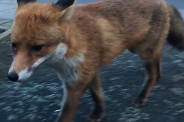 Αλεπού κυνηγάει στην... Πλατεία Ηρώων - Βίντεο 29