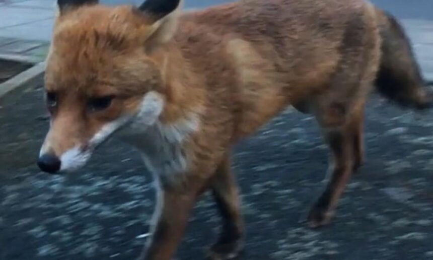 Αλεπού κυνηγάει στην... Πλατεία Ηρώων - Βίντεο 1