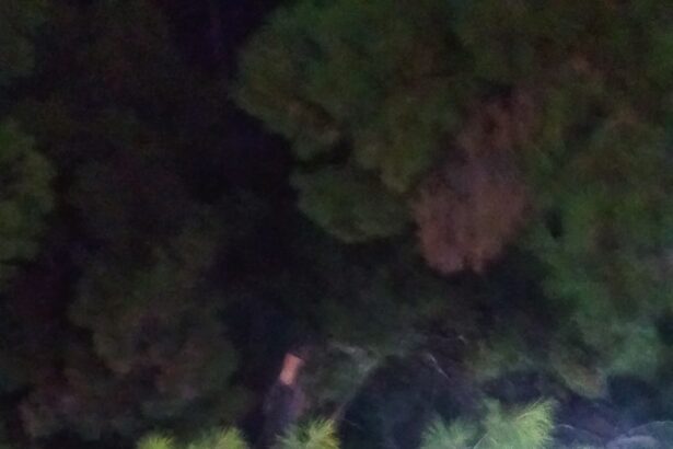 Σκέψεις με αφορμή το γερμένο πεύκο στον πεζόδρομο της Καραϊσκάκη 19