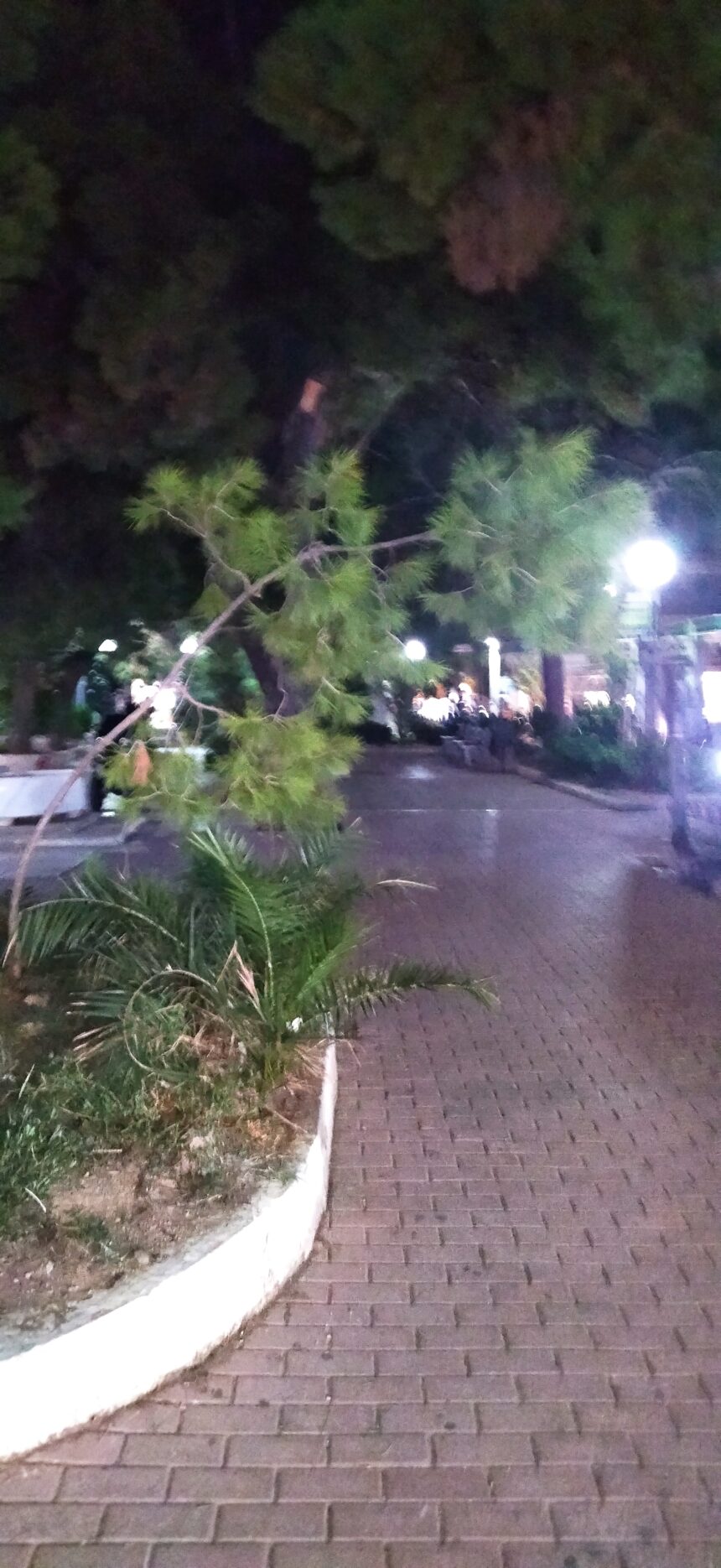 Σκέψεις με αφορμή το γερμένο πεύκο στον πεζόδρομο της Καραϊσκάκη 2 Σκέψεις με αφορμή το γερμένο πεύκο στον πεζόδρομο της Καραϊσκάκη 1
