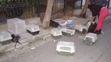 Μαζική εξόντωση στο Περιστέρι 9