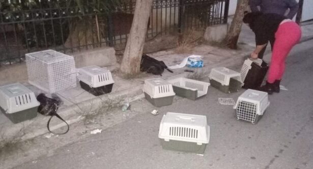 Μαζική εξόντωση στο Περιστέρι 3