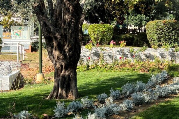 Ανάπλαση στο Αίθριο - Τι θα γίνει με τις λιμνούλες 11