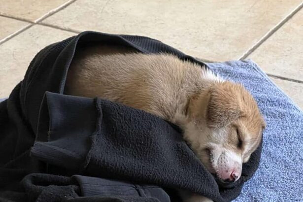 Ειδική γραμμή της ΕΛ.ΑΣ για την κακοποίηση των ζώων - Το σποτ 7