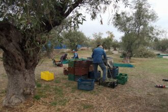 Ο Παχατουρίδης καλεί εθελοντές για μάζεμα ελιών - Ωραία πρωτοβουλία, αλλά τι λάδι βγάζει; 33