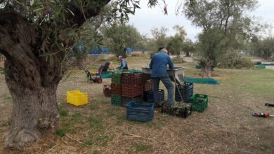 Λιομάζωμα στον Αρχαίο Ελαιώνα της Αθήνας, από έναν κοινωνικό συνεταιρισμό 4