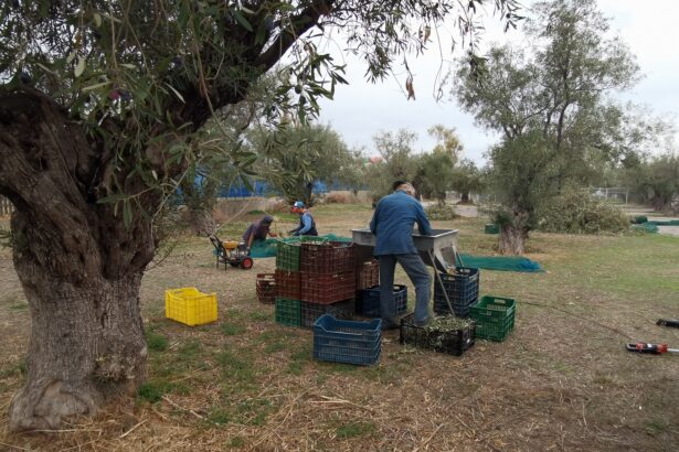 Λιομάζωμα στον Αρχαίο Ελαιώνα της Αθήνας, από έναν κοινωνικό συνεταιρισμό 9