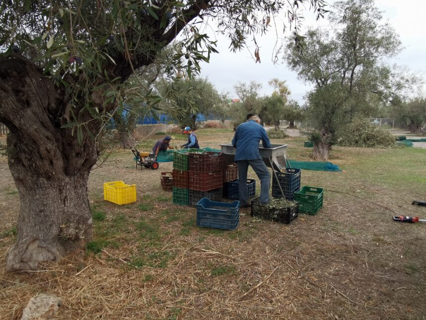 Λιομάζωμα στον Αρχαίο Ελαιώνα της Αθήνας, από έναν κοινωνικό συνεταιρισμό 2 Λιομάζωμα στον Αρχαίο Ελαιώνα της Αθήνας, από έναν κοινωνικό συνεταιρισμό 1