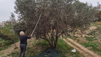 Μοναχικό μάζεμα ελιάς στο Χαϊδάρι 3