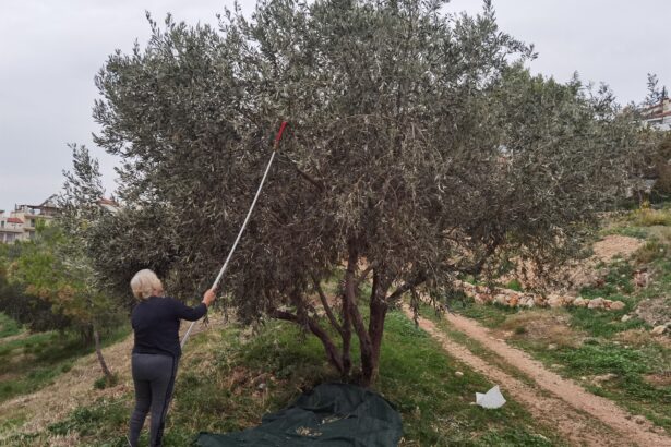 Μοναχικό μάζεμα ελιάς στο Χαϊδάρι 33