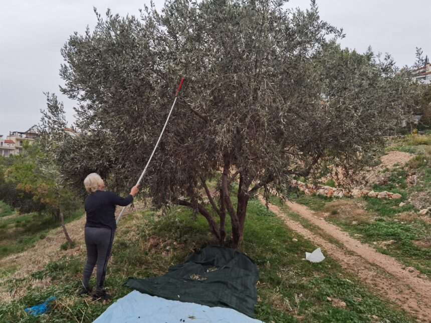 Μοναχικό μάζεμα ελιάς στο Χαϊδάρι 1