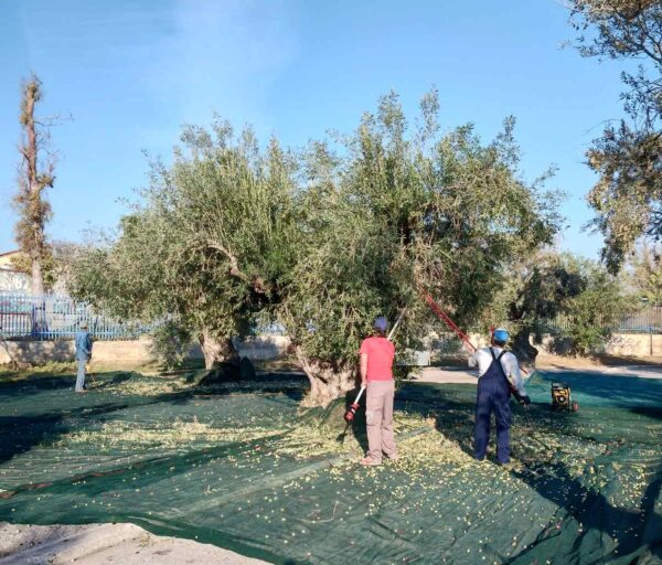Λιομάζωμα στον Αρχαίο Ελαιώνα της Αθήνας, από έναν κοινωνικό συνεταιρισμό 6 Λιομάζωμα στον Αρχαίο Ελαιώνα της Αθήνας, από έναν κοινωνικό συνεταιρισμό 5
