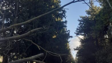 Δέντρο έγειρε πάνω σε ηλεκτροφόρα καλώδια στην Ιερά Οδό 5