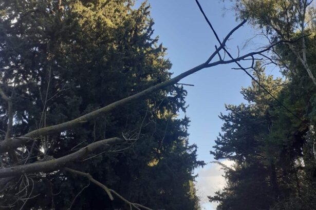 Δέντρο έγειρε πάνω σε ηλεκτροφόρα καλώδια στην Ιερά Οδό 37