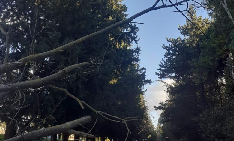 Δέντρο έγειρε πάνω σε ηλεκτροφόρα καλώδια στην Ιερά Οδό 2 Δέντρο έγειρε πάνω σε ηλεκτροφόρα καλώδια στην Ιερά Οδό 1