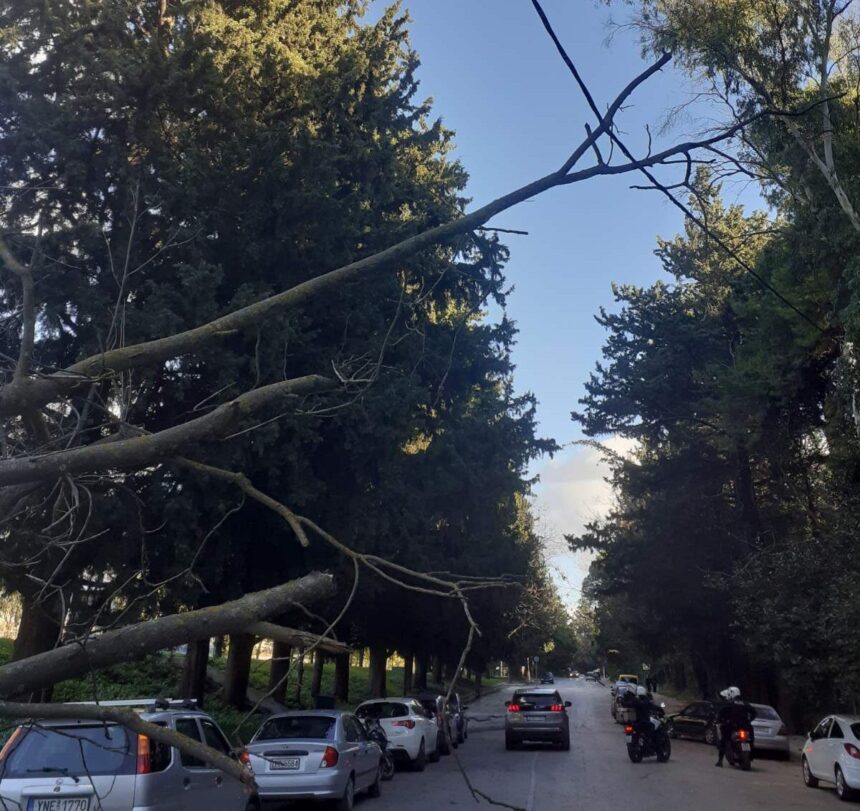 Δέντρο έγειρε πάνω σε ηλεκτροφόρα καλώδια στην Ιερά Οδό 1