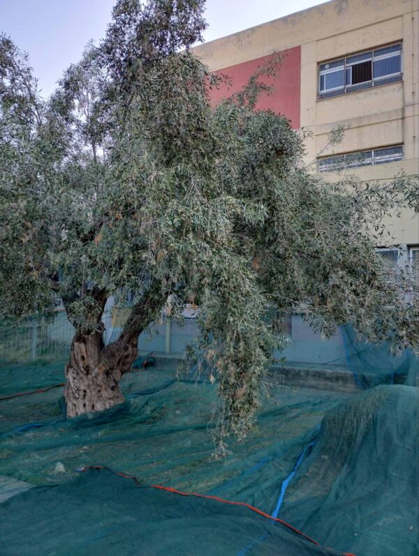 Λιομάζωμα στον Αρχαίο Ελαιώνα της Αθήνας, από έναν κοινωνικό συνεταιρισμό 8 Λιομάζωμα στον Αρχαίο Ελαιώνα της Αθήνας, από έναν κοινωνικό συνεταιρισμό 7