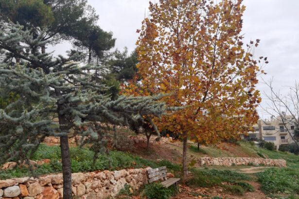 Παγκόσμια Ημέρα Εθελοντισμού, από το "Πάρκο Εθελοντισμού" στο Χαϊδάρι 37