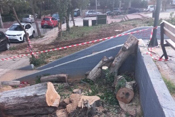 Αντιδράσεις για κόψιμο δέντρων στην Πλατεία Λαού, σύλληψη υπαλλήλου του Δήμου 7