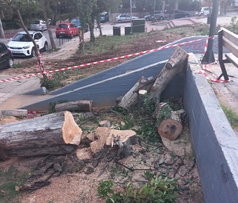 Αντιδράσεις για κόψιμο δέντρων στην Πλατεία Λαού, σύλληψη υπαλλήλου του Δήμου 2 Αντιδράσεις για κόψιμο δέντρων στην Πλατεία Λαού, σύλληψη υπαλλήλου του Δήμου 1